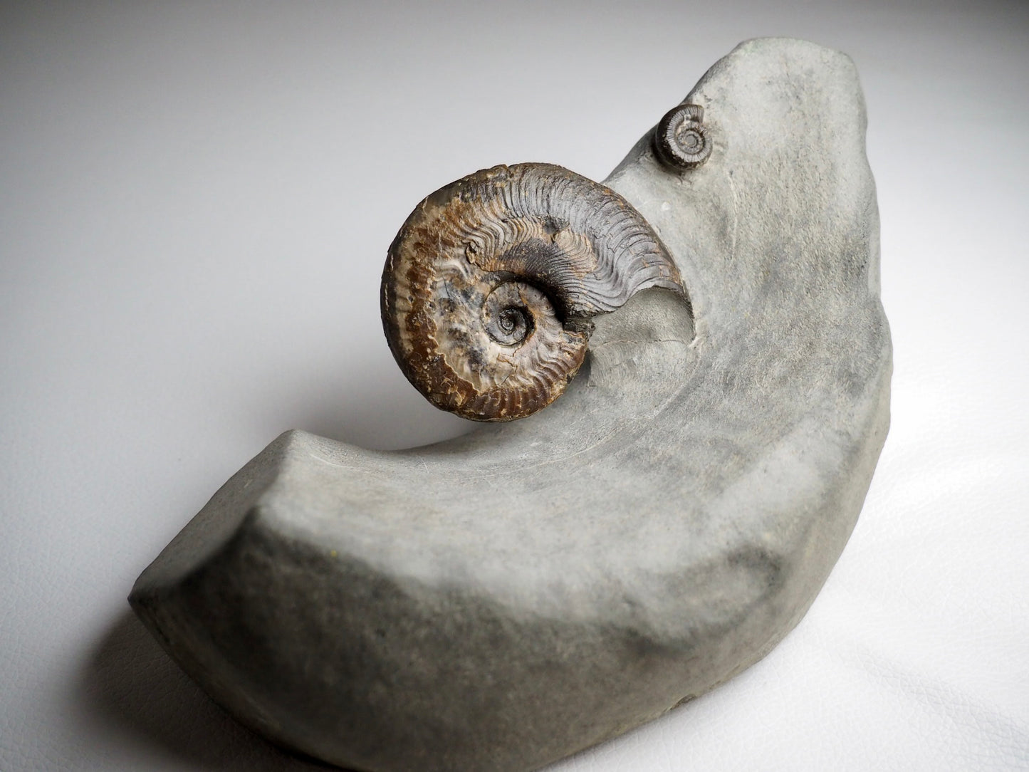 Harpoceras Ammonite In Artistically Prepared Matrix