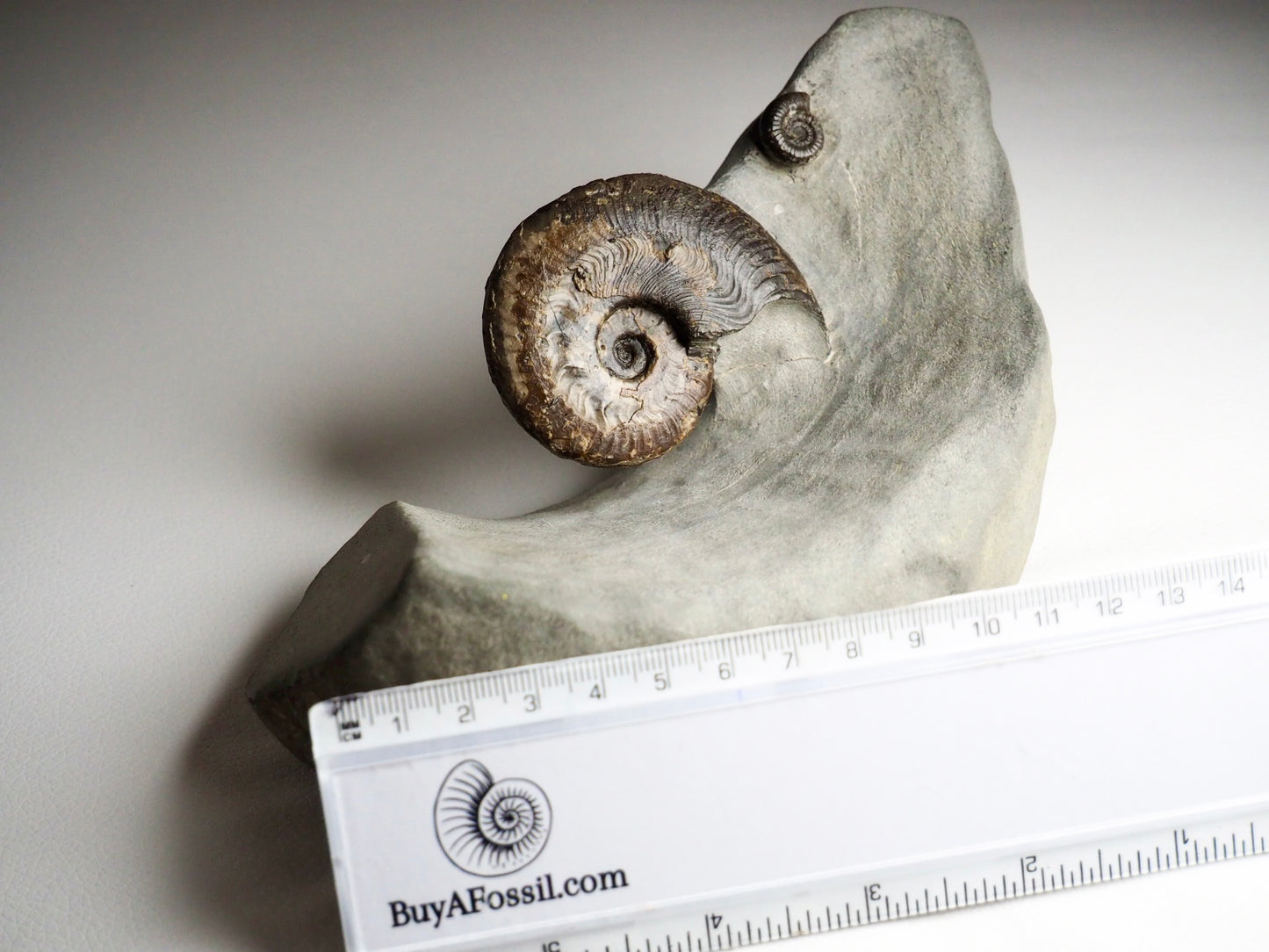 Harpoceras Ammonite In Artistically Prepared Matrix