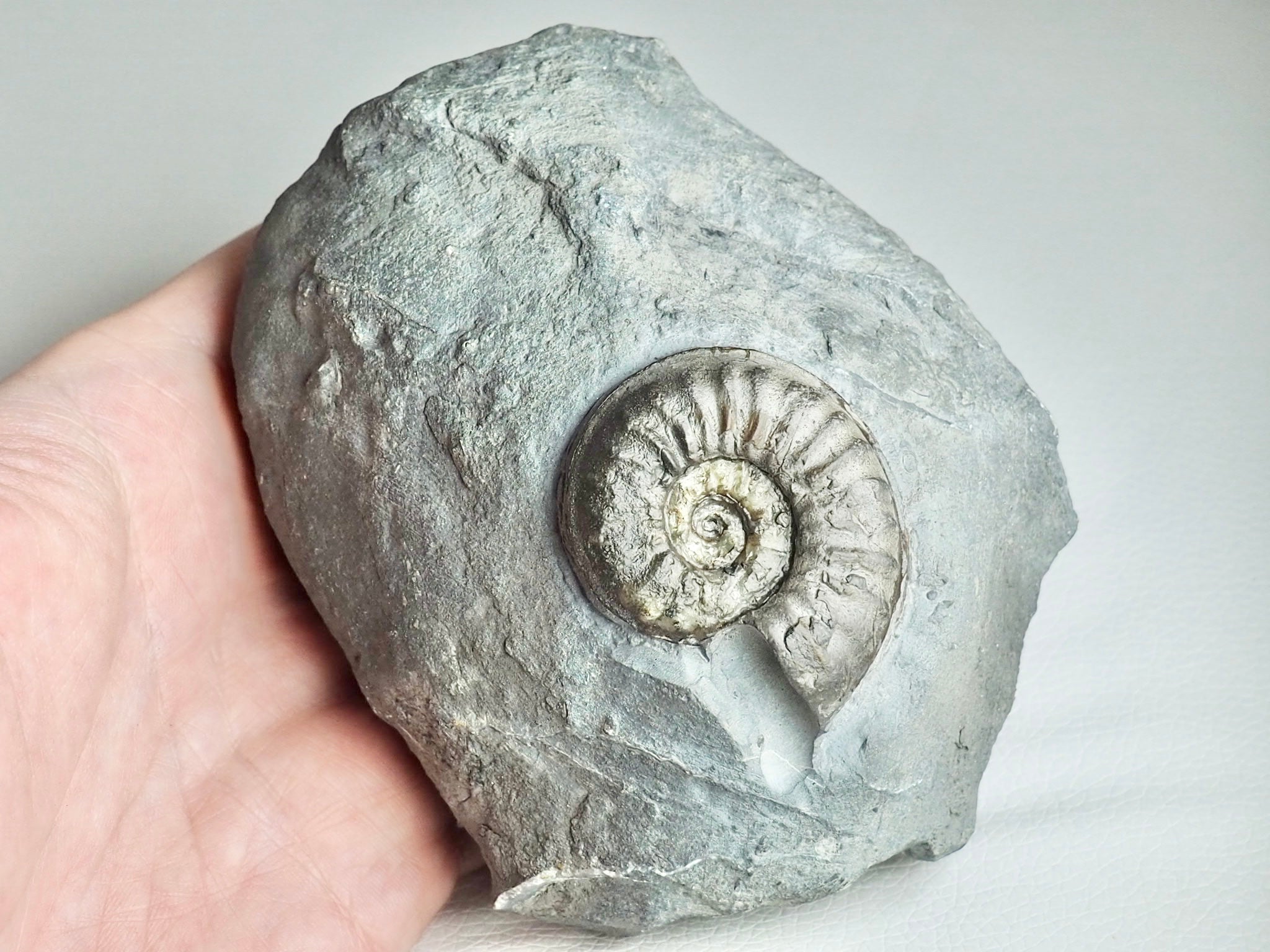 Very Rare Agassiceras Ammonite – BuyAFossil