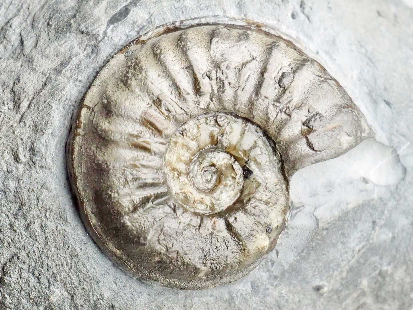 Very Rare Agassiceras Ammonite