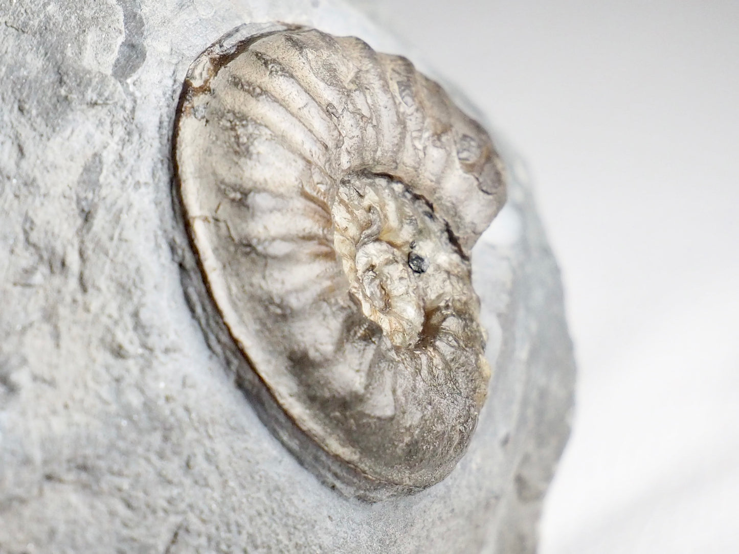 Very Rare Agassiceras Ammonite