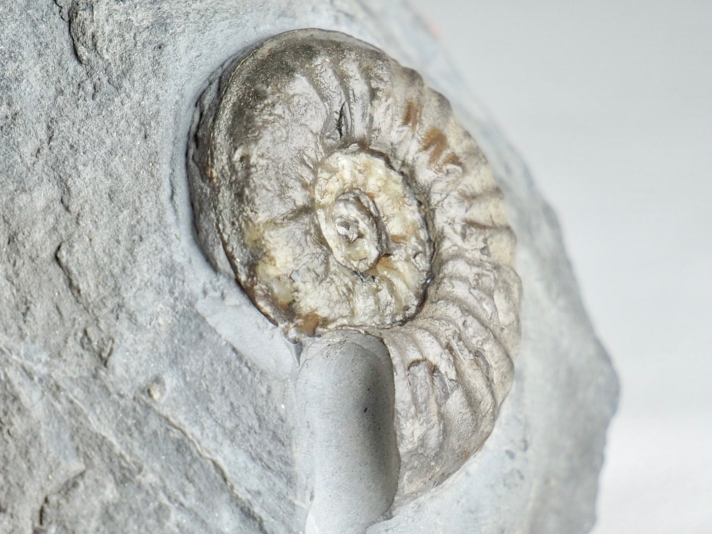 Very Rare Agassiceras Ammonite