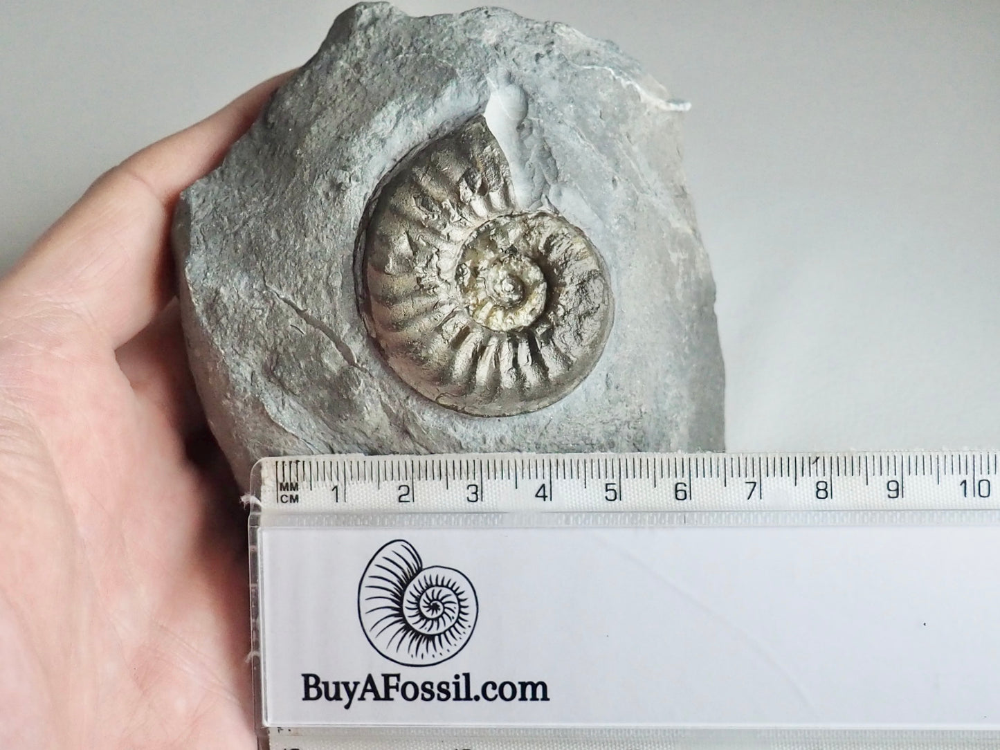 Very Rare Agassiceras Ammonite