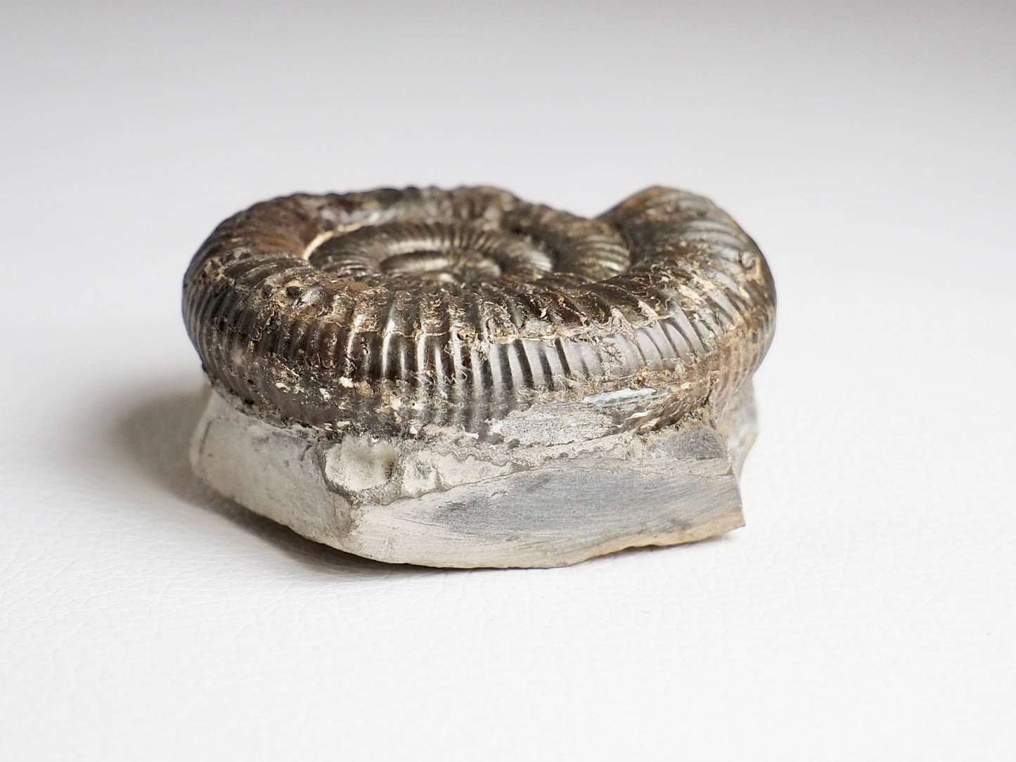 CutBase Dactylioceras Ammonite Fossil