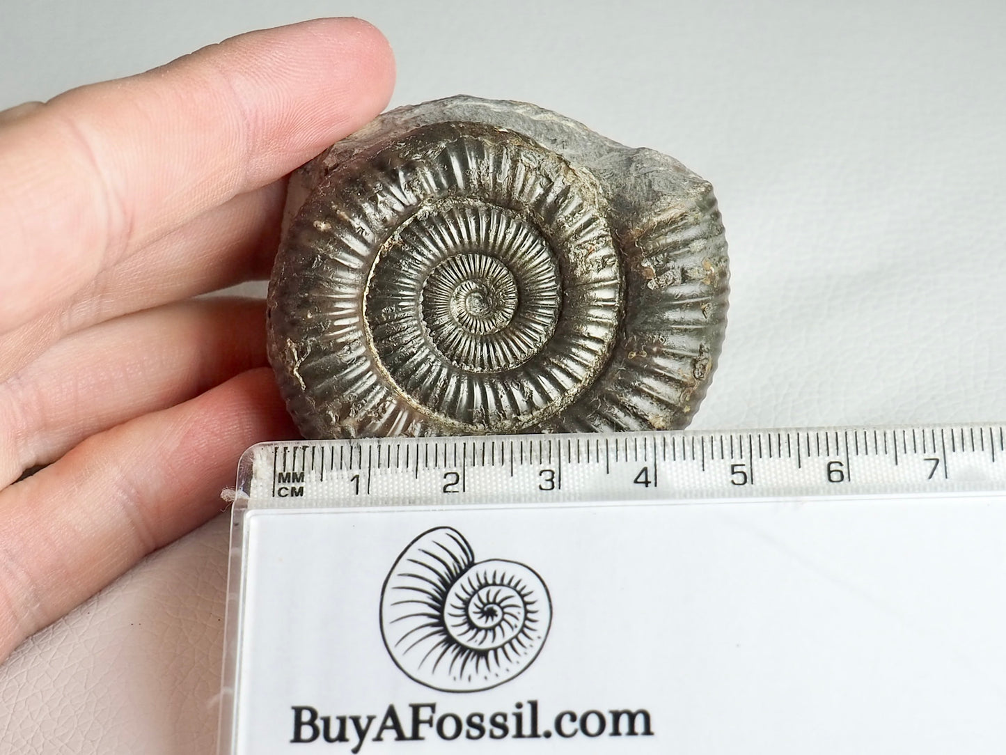 CutBase Dactylioceras Ammonite Fossil