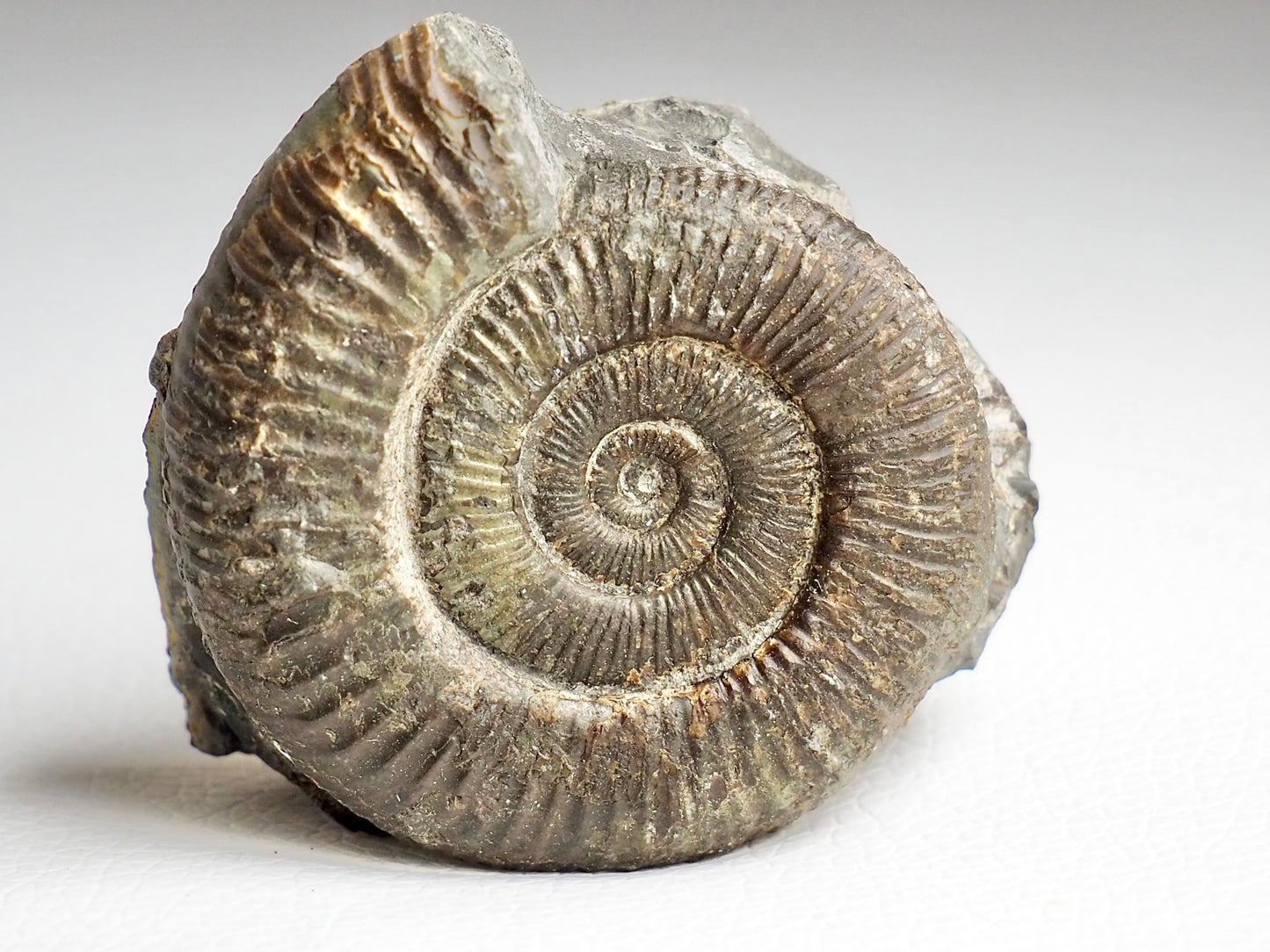 CutBase Dactylioceras Ammonite Fossil