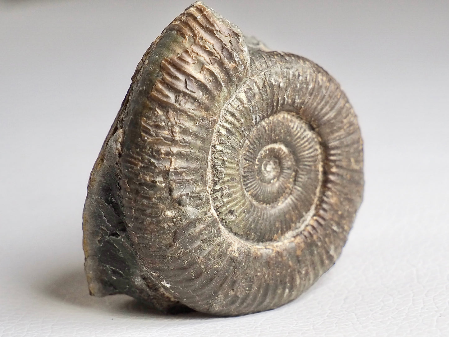 CutBase Dactylioceras Ammonite Fossil