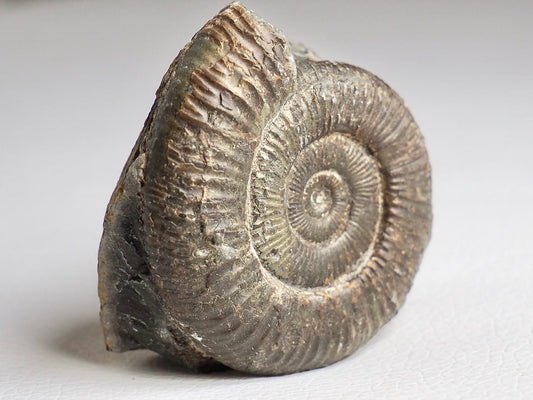 CutBase Dactylioceras Ammonite Fossil