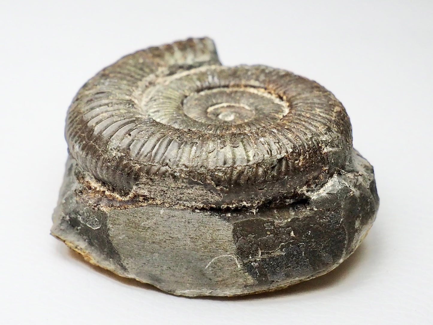 CutBase Dactylioceras Ammonite Fossil