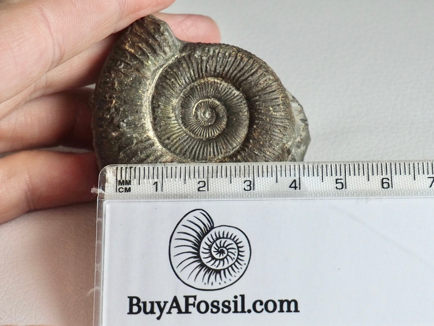 CutBase Dactylioceras Ammonite Fossil