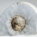 Beautifully Prepared belemnite Phragmocone