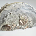 Eleganticeras Ammonite Fossil – Whitby Yorkshire Coast – Jurassic