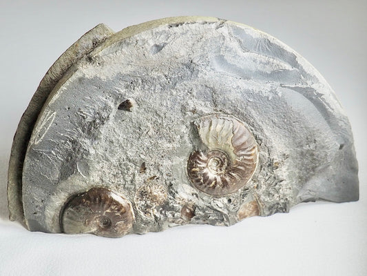 Eleganticeras Ammonite CutBase