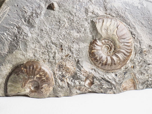 Eleganticeras Ammonite CutBase