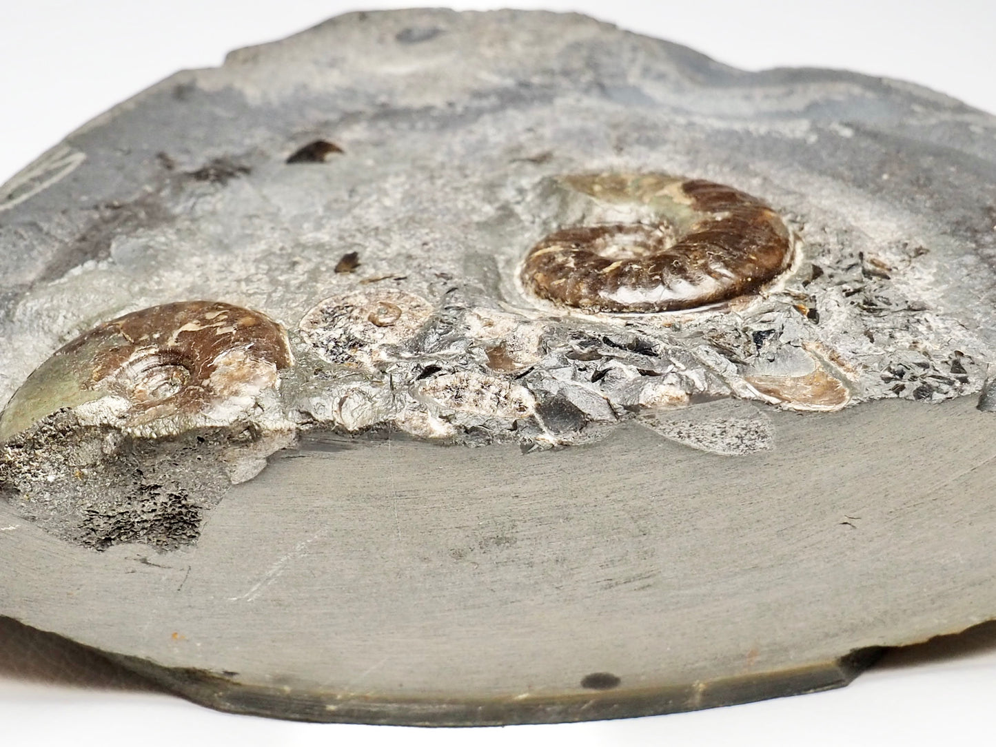 Eleganticeras Ammonite CutBase