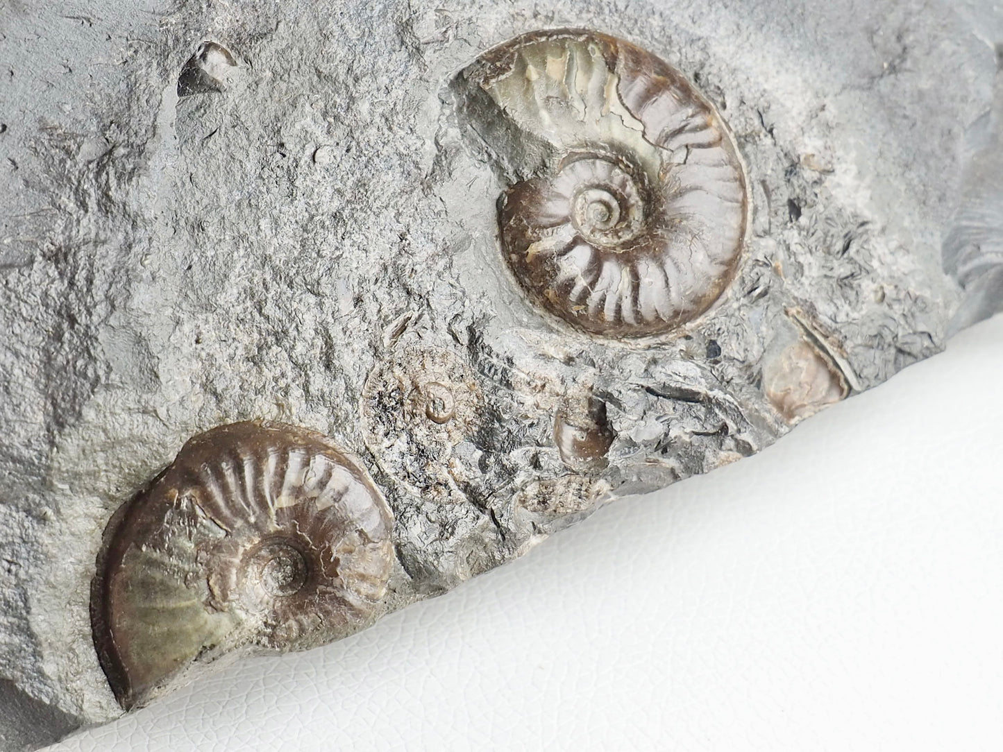 Eleganticeras Ammonite CutBase