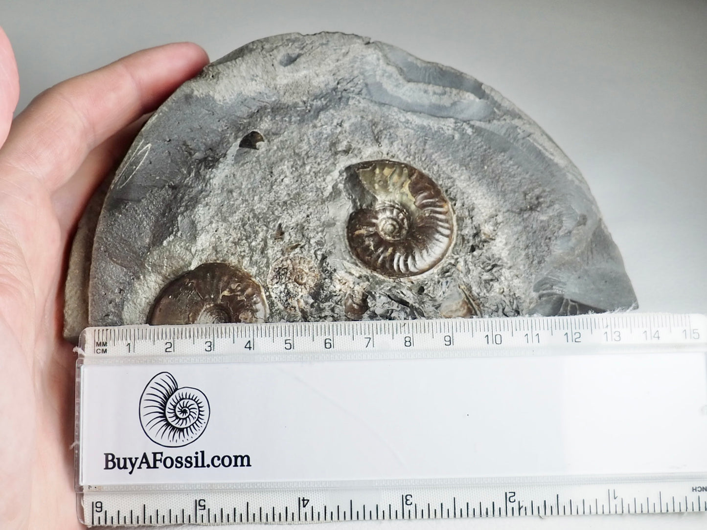 Eleganticeras Ammonite CutBase