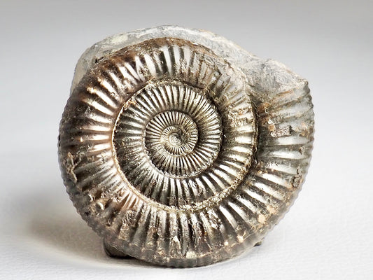 CutBase Dactylioceras Ammonite Fossil