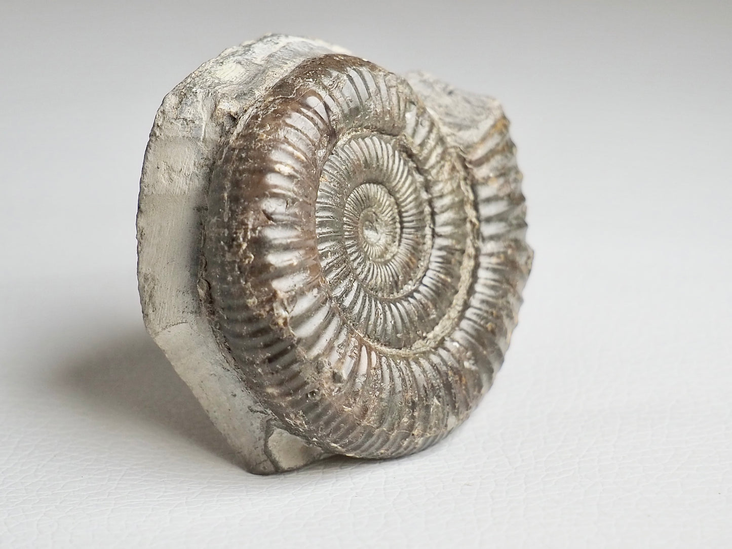 CutBase Dactylioceras Ammonite Fossil